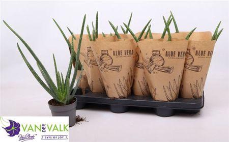 <h4>Aloe Vera</h4>