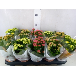 Kalanchoe blos. 'RoyalDon'   ..mix