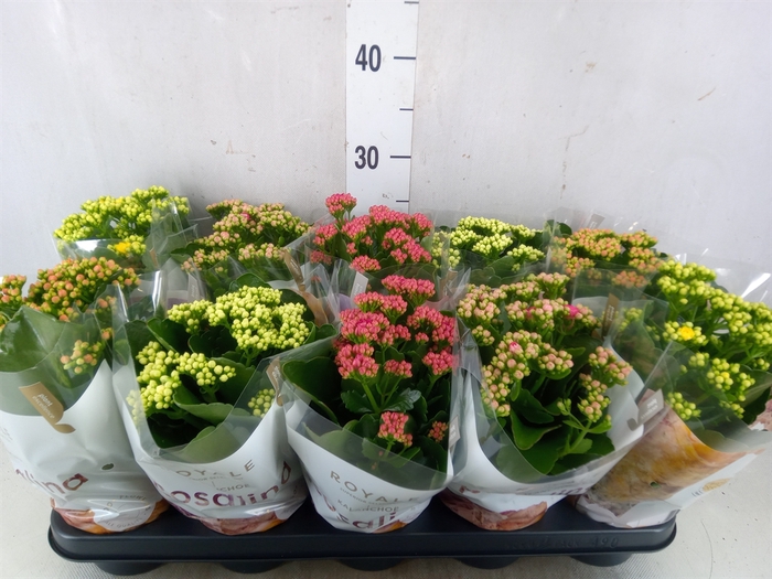 <h4>Kalanchoe blos. 'RoyalDon'   ..mix</h4>