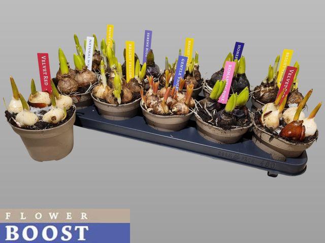 <h4>BULB MIX P12</h4>