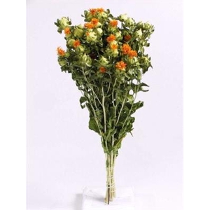 DROOG CARTHAMUS ORAN