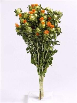 <h4>DROOG CARTHAMUS ORAN</h4>