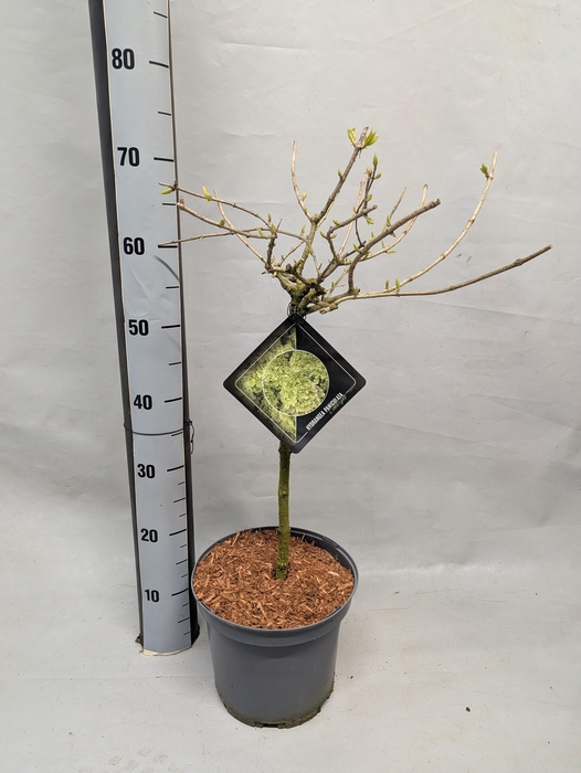 <h4>HYDR PANICULATA</h4>