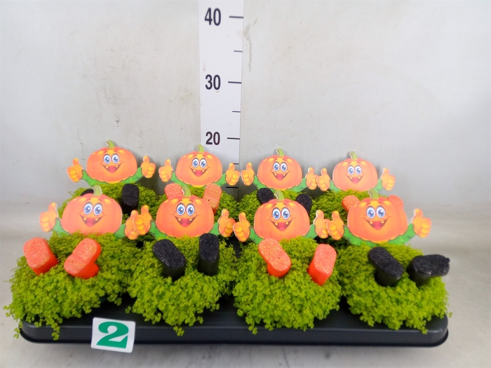 <h4>Soleirolia soleirolii 'Aurea'</h4>