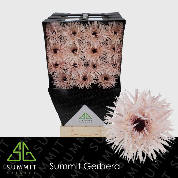 Gerbera Spider Daphne Diamond