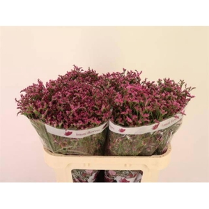 LIM SIN CHINA LOVELY