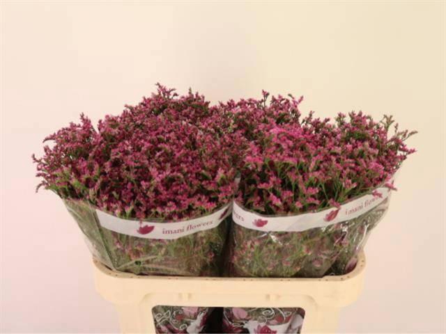 <h4>LIM SIN CHINA LOVELY</h4>