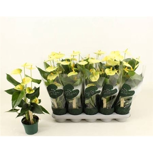 Anthurium Andreanum Grp Vanilla