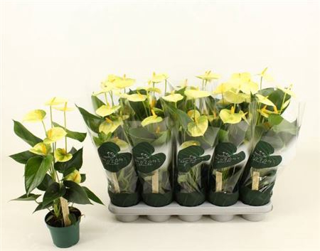 <h4>Anthurium Andreanum Grp Vanilla</h4>