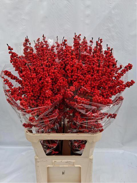 <h4>ILEX VE RODE BES</h4>