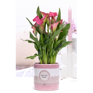 Zantedeschia pink in P&P cadeau concept: YOU'RE THE BLOOM!