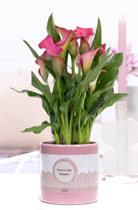 <h4>Zantedeschia pink in P&P cadeau concept: YOU'RE THE BLOOM!</h4>