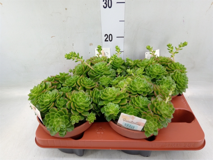 <h4>Echeveria affinis</h4>