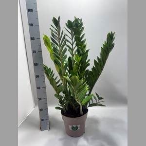 ZAMIO ZAMIIFOLIA