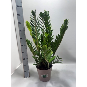 ZAMIO ZAMIIFOLIA