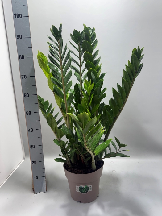 <h4>ZAMIO ZAMIIFOLIA</h4>