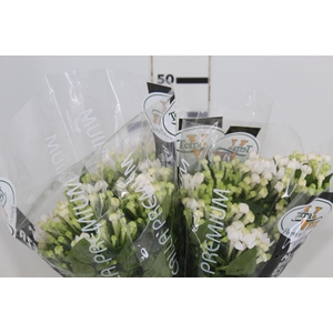 BOUVARDIA ELEGANCE BIANCA 040 CM