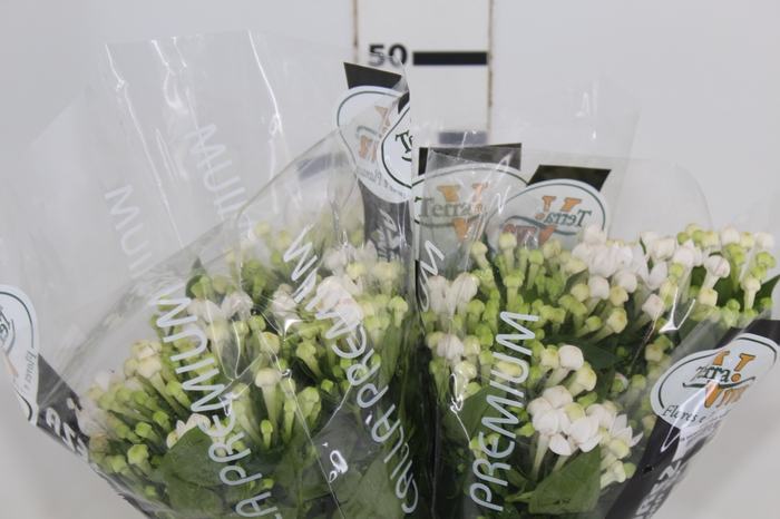 <h4>BOUVARDIA ELEGANCE BIANCA 040 CM</h4>