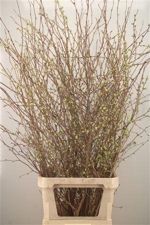 <h4>Corylops Spicata</h4>