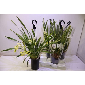 arr8 Cymb Ice Cascade