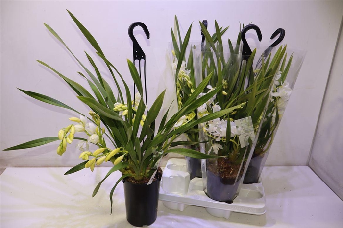 <h4>arr8 Cymb Ice Cascade</h4>