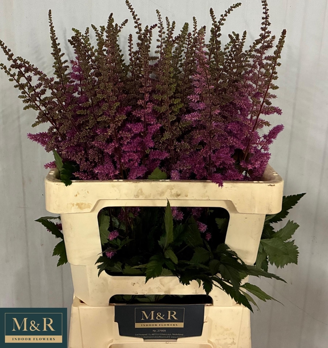 <h4>ASTIL MAGGIE DALEY</h4>