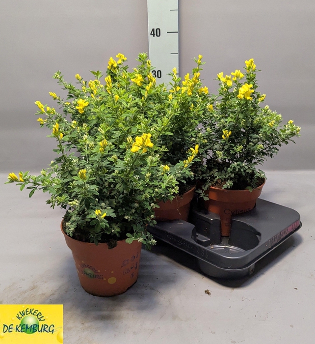 <h4>GENISTA X SP</h4>