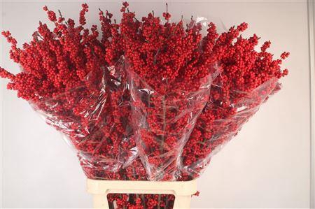 <h4>Ilex Magical Crimson</h4>