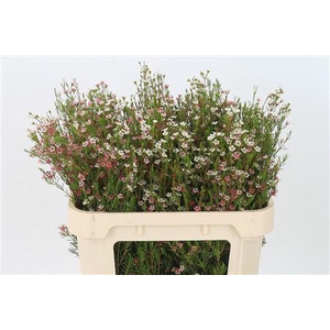 Chamelauc My Sweet 16