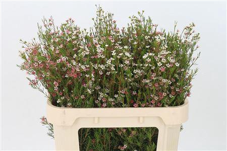 <h4>Chamelauc My Sweet 16</h4>