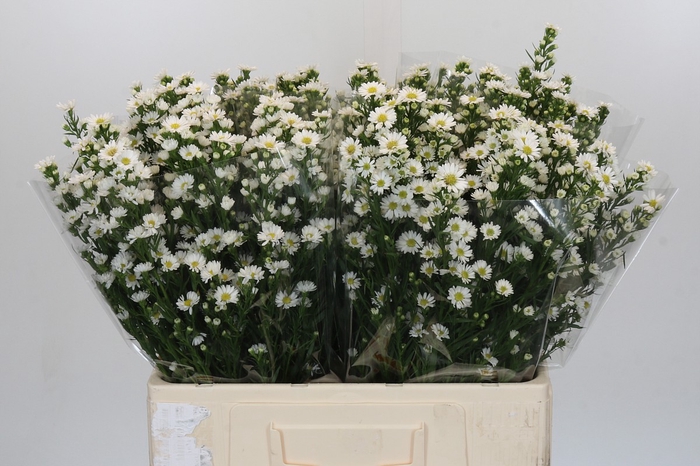 <h4>Aster Paquita</h4>