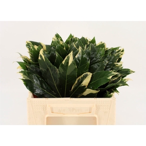 Aralia Variegata 35cm