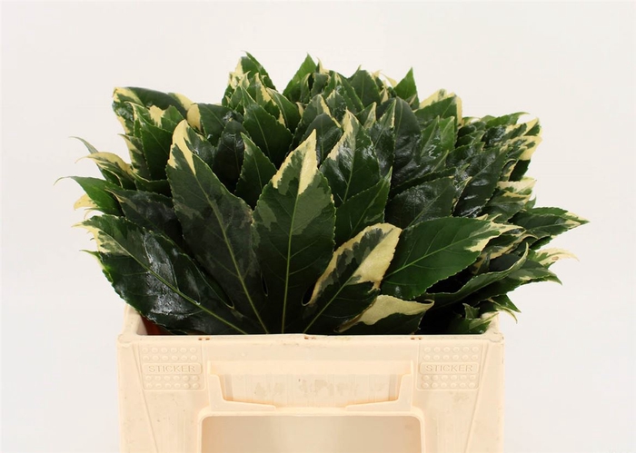 <h4>Aralia Variegata 35cm</h4>