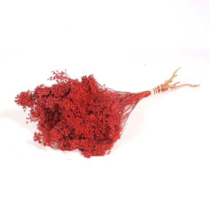 <h4>Broom bloom bunch red</h4>