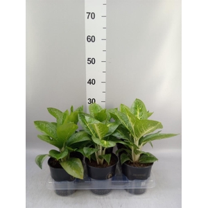 Aglaonema KB 'Lemon Mint'