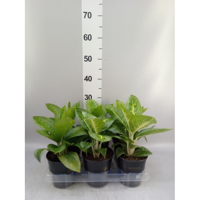<h4>Aglaonema KB 'Lemon Mint'</h4>