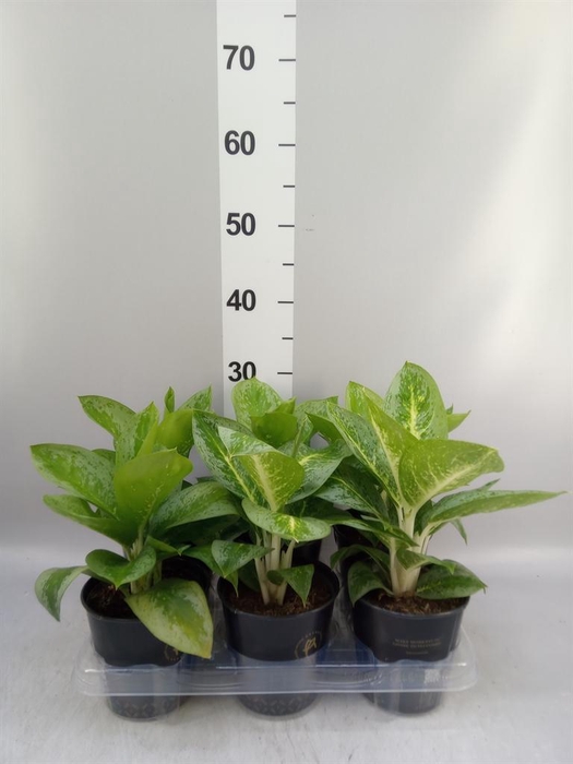 <h4>Aglaonema KB 'Lemon Mint'</h4>