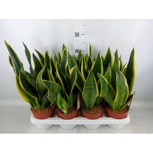 Sansevieria trifa. 'Futura Superba'