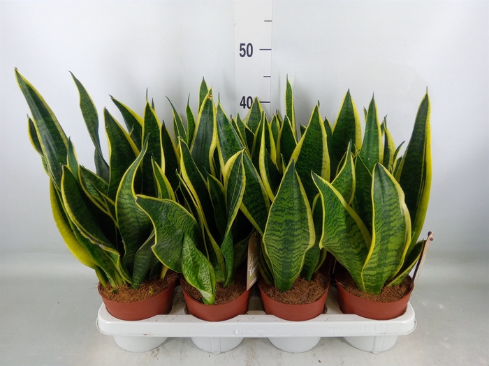 <h4>Sansevieria trifa. 'Futura Superba'</h4>