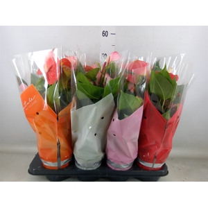 Anthurium   ...mix 4