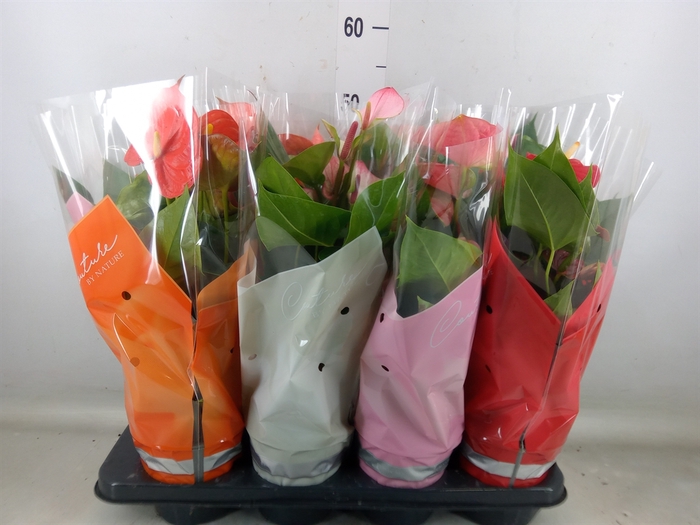 <h4>Anthurium   ...mix 4</h4>