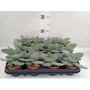 Crassula  'Boomerang'