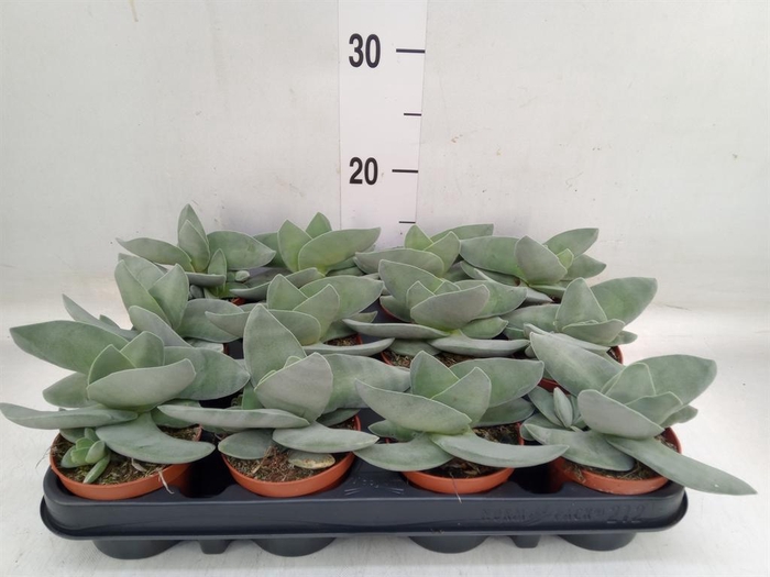 <h4>Crassula  'Boomerang'</h4>