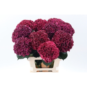 Hydr M Mag Dark Ruby