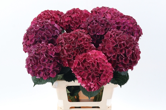 <h4>Hydr M Mag Dark Ruby</h4>