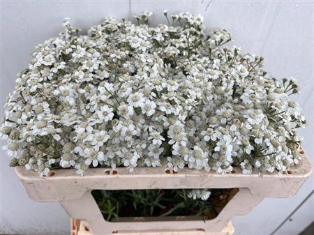<h4>Achillea The Pearl</h4>