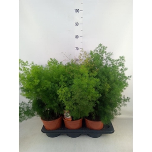 Asparagus umbellatus