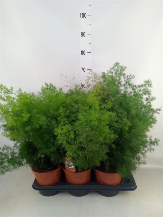 <h4>Asparagus umbellatus</h4>