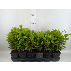Laurus nobilis