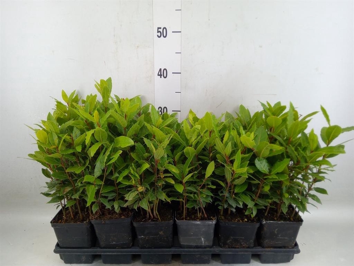 <h4>Laurus nobilis</h4>